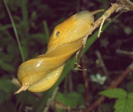 Banana Slug!